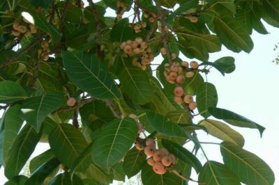 White Fig Tree Ficus virens - Ornamental Tropical Plant Bonsai