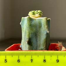 A36-1614 Cactus valdezii f. variegata , graft...