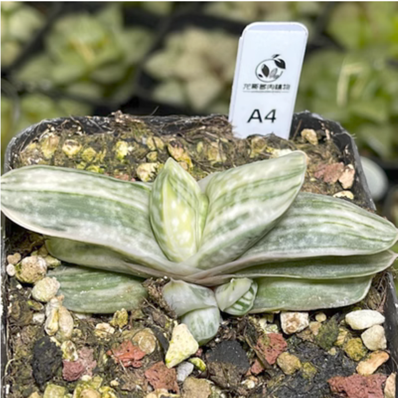 GuideBook Succulents & Codex En Japonais - Livre Sur Les Plantes Grasses Gracilis, Pachybus, Etc.