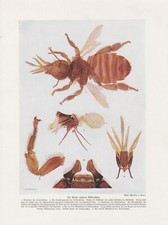 Abeille Unterm Microscope Arbeitsbiene Impression Couleur De 1912 Giftblase