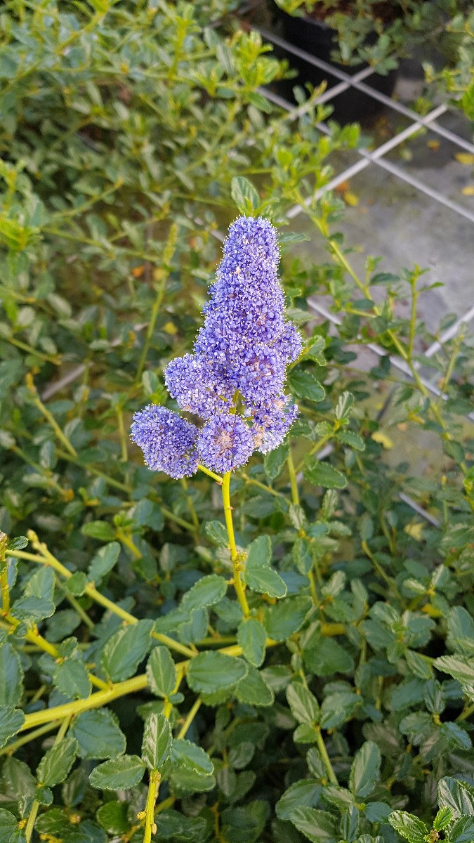 Ceanothus thrysiflorus Repens au feuillage persistant vert brillant et fleurs bleues - 4