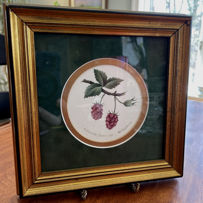 Watercolor Signed N. Shumaker Pallan Vintage Red Raspberry  Cottagecore 11/20/92