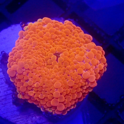 ULTRA Orange Yuma Mushroom Coral WYSIWYG - Indigo Corals - IC 3842