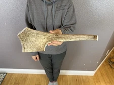 1 Huge JUMBO Whole MOOSE ANTLER Dog Chew SALE SELECT MASSIVE! COLOSSAL BIG 14”
