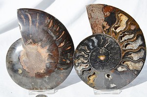 Large Black Ammonite pair Crystal 139mm 110myo Dinosaur age FOSSIL 5.4" n2578dd