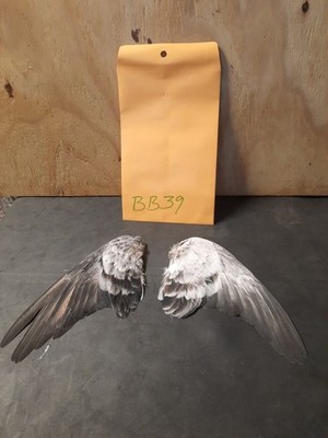 Pair Pigeon Wing Feathers Fly Tying Crafts Taxidermy Natural Causes BB39