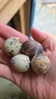 VERY RARE Jumbo PROGRESSIVE PIED.  40++ + Coturnix Quail Hatching Eggs — photo 4