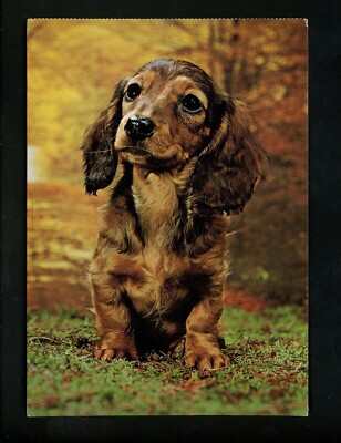 Dog puppy chrome postcard Long Haired Teckel Dachshund