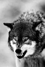 Angry Wolf Black White Animals Picture Painting Wall Art Home - POSTER 20x30