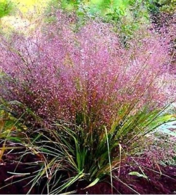 SEEDVILLE USA 100 PURPLE LOVEGRASS Eragrostis Spectabilis Native Love Grass Flower Seeds