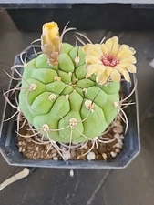 Gymnocalycium Pflanzii Cactus Succulents