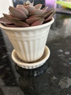White McCoy Planter Pot 3.5 Wide And 3 Inches Tall