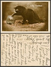 Cat Kitten Playing Glass Fishbowl Fish Bowl A Fishy Business Old Colour Postcard