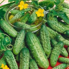 Boston Pickling Cucumber, 30 Seeds | Non-GMO | Organic | Free Shipping