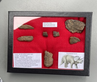 Fossil Triceratops Bone Fragments, Hell Creek Montana, Glass Riker Display Box