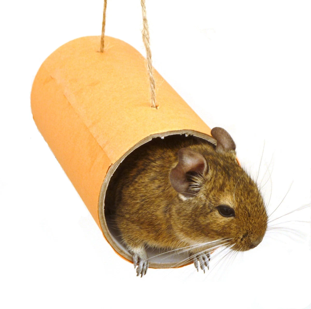 Degu toys 2025