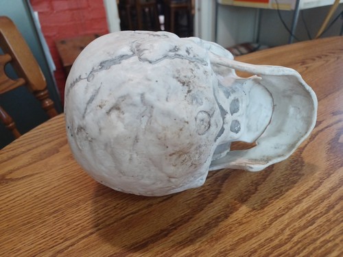 Skull Spooky Halloween Decoration Skeleton Skull with Hinged Jaw 💀 8x6x6 Nice! - Picture 6 of 9