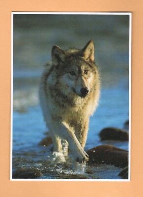 Download Gray Wolf NEW/Unused Postcard - North American Wildlife ...