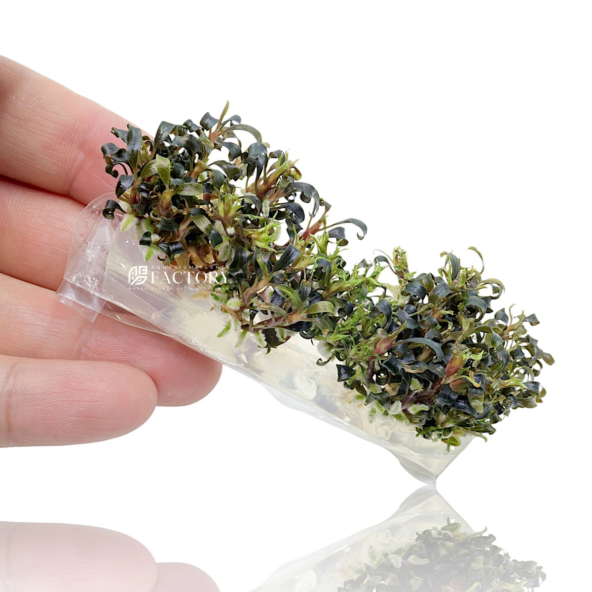 Bucephalandra Kedagang Japan Vitro Culture | eBay