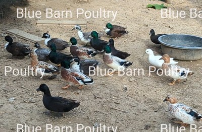 6 Snowy, Blue/Black/Silver Call Duck Hatching Eggs. Purebred. NPIP Certified