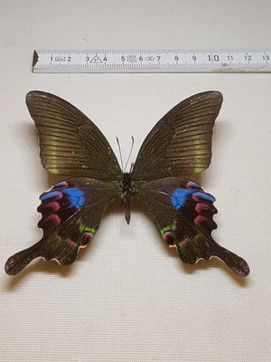 Papilio Arcturus Männchen