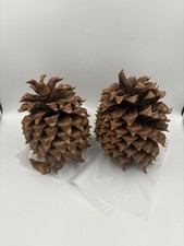 2 Large Pine Cones for Crafts And Decor 9h  x7  w, 8  t x 6  w. Cured.