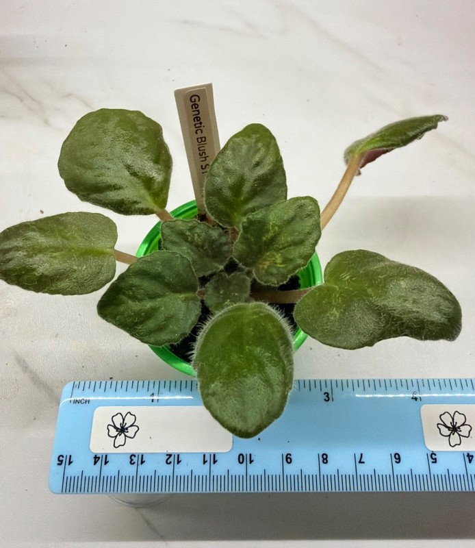 African Violet~Genetic Blush! Standard!~Starter
