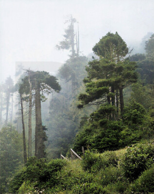 Misty Trees  11 x 14'' Photo Print
