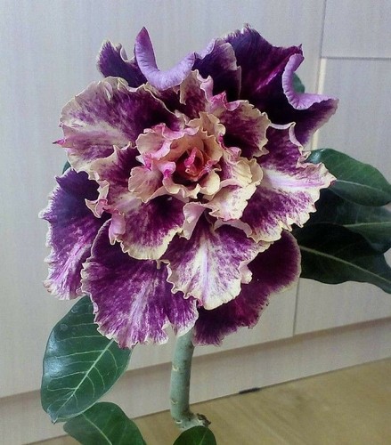 4 Purple Cream Desert Rose Seeds Adenium Obesum Flower Flowers Seed Bloom 49 - Picture 10 of 12