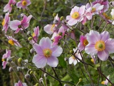 6 Japanese Anemone Mix Summer & Autumn Garden Flower Perennial