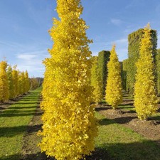 Ginkgo biloba Fastigiata Blagon - Maidenhair Tree Grafted - Plant in 1 L pot