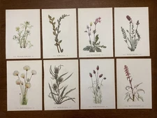 Vintage MCM 1953 Mary Walcott GRAY GREY MUTED TONES Flower Prints lot of 8
