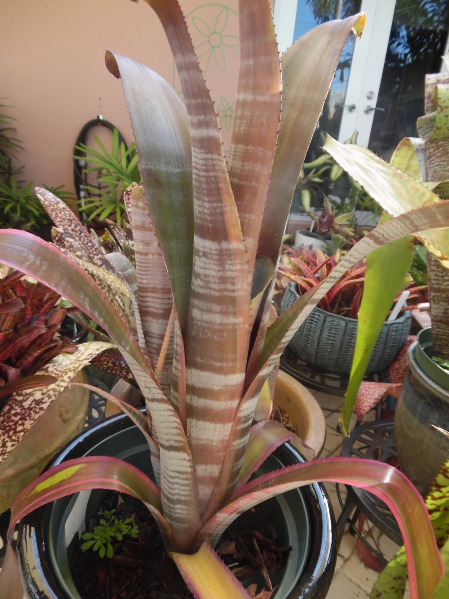 Billbergia RALPH GRAHAM FRENCH Bromeliad one tropical plant