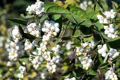 SEEDVILLE USA 25 COMMON SNOWBERRY - WHITE Berries Pink Flowers Symphoricarpos Alba Shrub Seeds
