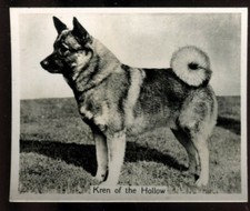 John Sinclair, CHAMPION DOGS, A Series, Large, 1938, Elkhound, #39