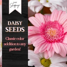 Daisy Seeds 125+ Seeds Daisy Flower, Flower Seeds, Annual Seeds, Garden Seeds