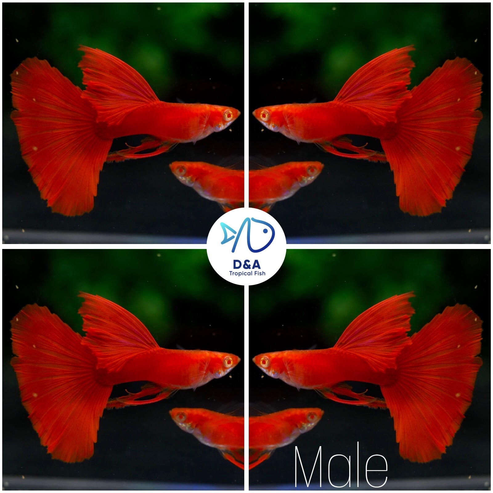 1 Male - Live Aquarium Guppy Fish High Quality - Albino Full Red Ribbon.