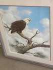 Rare Robert Knutson Wildlife Bald Eagle limited edition 14/600signed and Framed  — photo 6