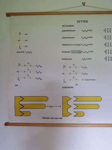 TABLA DE BIOQUÍMICA DE LA ESTRUCTURA DE LAS GRASAS ROLL DOWN DE LA ESCUELA DE MEDICINA DE COLECCIÓN - Imagen 2 de 12