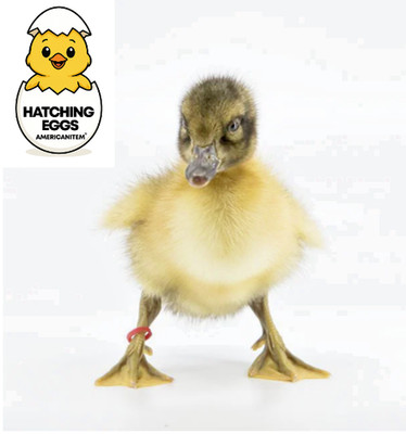 42 PUREBRED FRESH WELSH HARLEQUIN FERTILE HATCHING DUCK EGGS HATCHERY STOCK USPS
