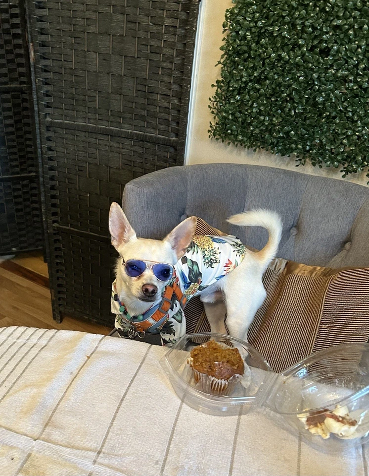 Одежда чихуахуа до 10 фунтов - Изображение 3 из 3