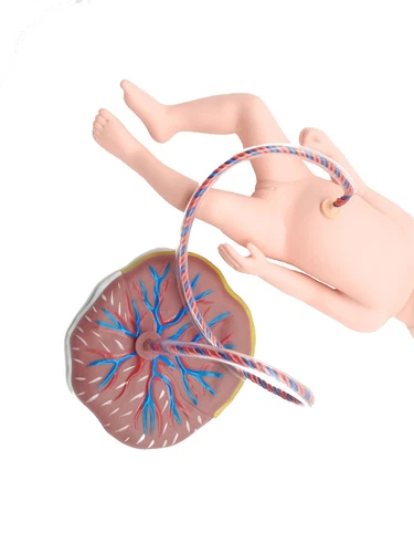 Advanced Medical Teaching Series Model Delivery Childbirth Mechanism Manikin - Picture 5 of 11