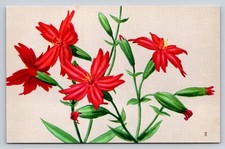 1957 Fire Pink Silene Virginica Wildflower Postcard National Wildlife Federation