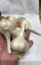 4 Large 2"+ Organic Music Garlic Seed Garlic Bulbs Hardneck 2026