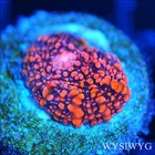 Corals of Eden ~  WYSIWYG Live Coral Frag ~ Pomegranate Chalice Coral — photo 1