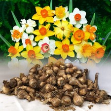 5 KG MIXED DAFFODIL/NARCISSUS BULBS FROM OUR BEST VARIETIES SPRING