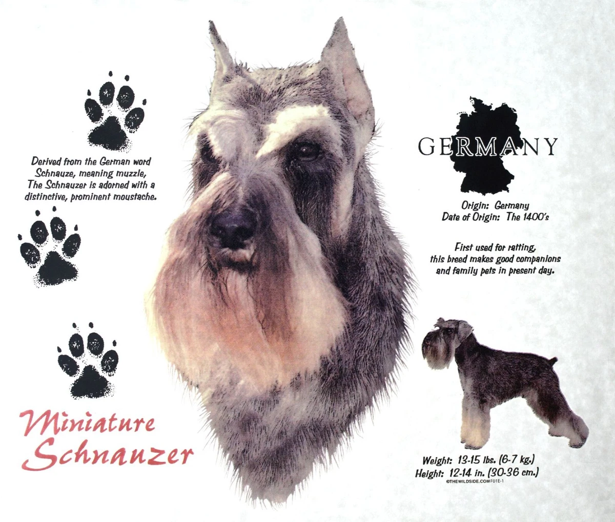 Schnauzer Cropped Ear Dog History of the Schnauzer New T Shirts eBay