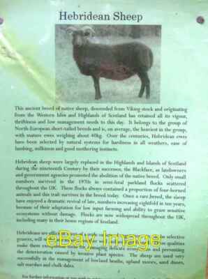 Photo 6x4 Information about Hebridean sheep Whitwell/SK9208 By the path  c2007