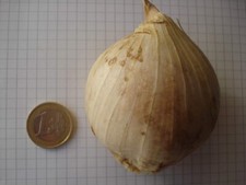 AGLIO GIGANTE - AGLIONE, 10 SEMI