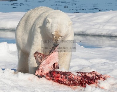 POLAR BEAR FEEDING ON BEARDED SEAL SVALBARD NORWAY 11X14 PHOTO